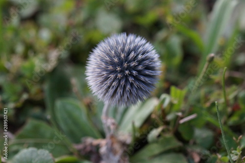 Wilde Distel