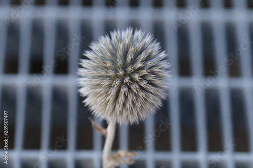 Distel auf Gitter 3