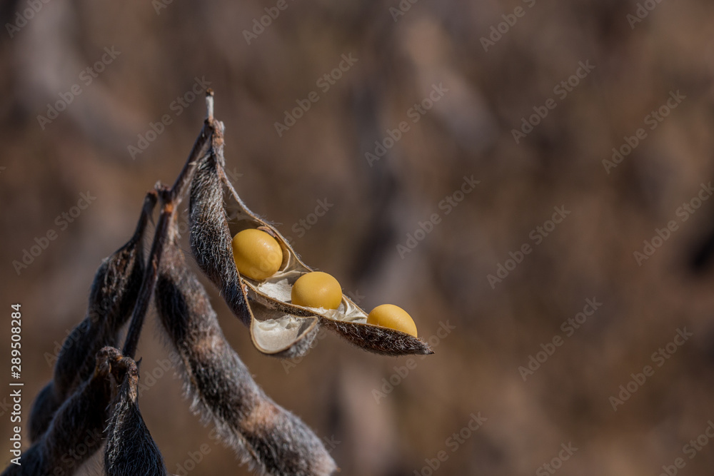 Naklejka premium Agriculture, soybean seed details, closeup macro photography