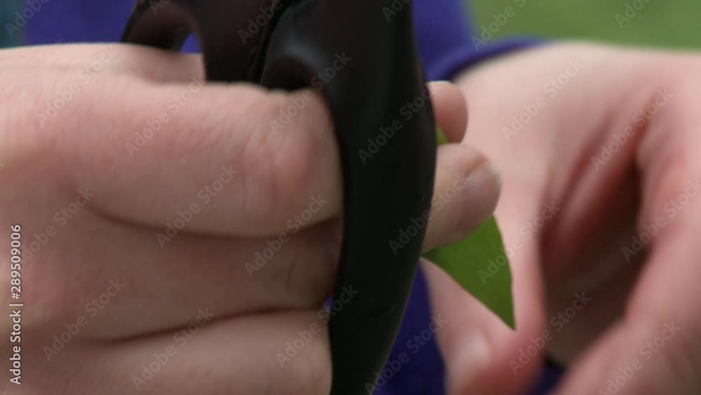 Close up of a person using scissors to trim small leaves down Close up of a person using scissors to trim small leaves down