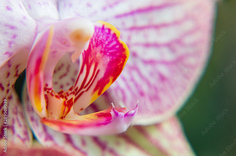 Close up de una orquídea