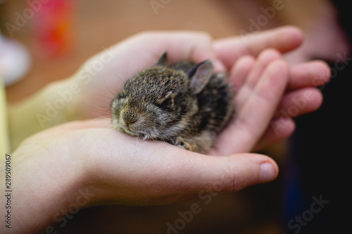 Girl carefully holding a baby rabbit in her hands