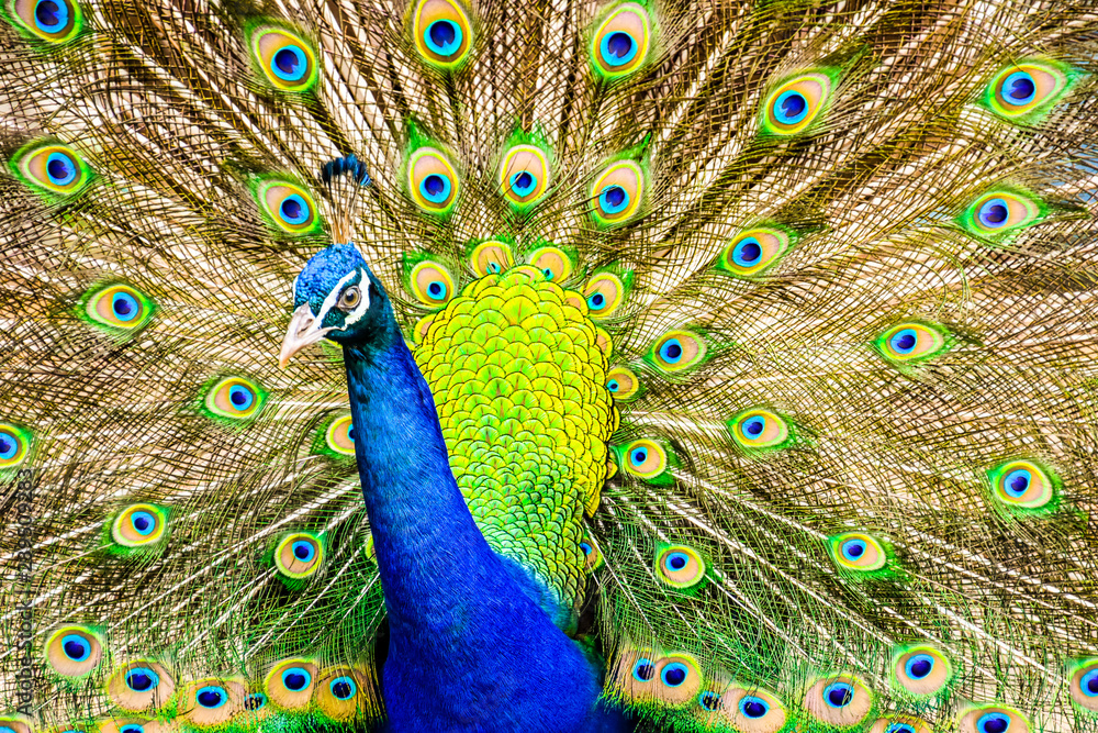 Obraz premium Peacock majestic with unfolded tail