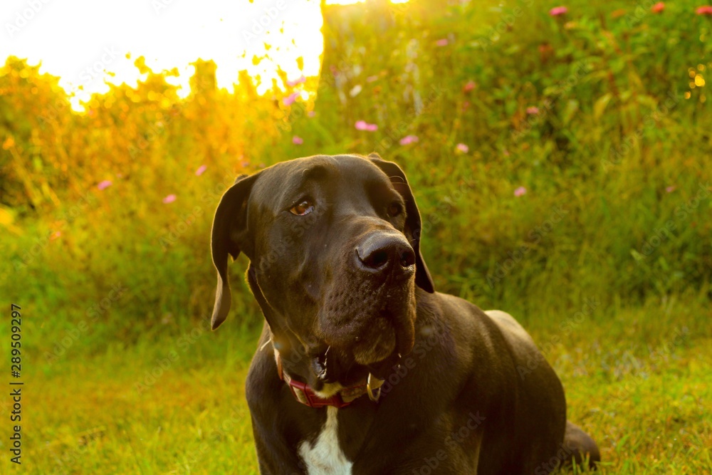 Portrait of a Large Black Great Dane Dog