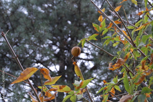 A buckeye shell cracked revealing just a hint of the brown, shiny, toxic seed inside.