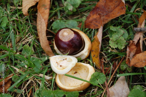 A bright, shiny buckeye just waiting for a new home. photo