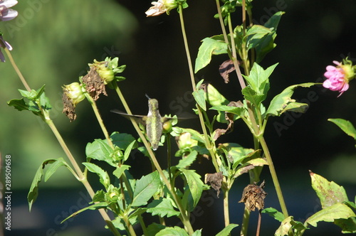 Beautiful AnneMarie is searching through the dying dahlia's for sweet, sweet nectar.