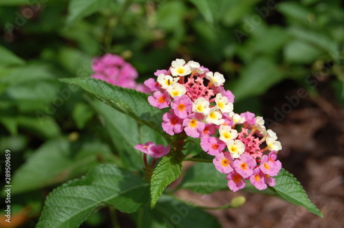Pink and yellow lantana waiting on a colorful butterfly to visit.