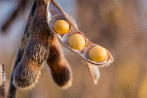Agriculture, soybean seed details, closeup macro photography photo