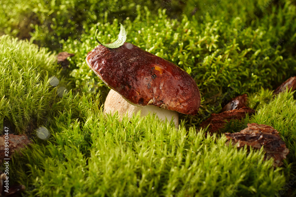 Edible mushroom boletus on a green moss in forest
