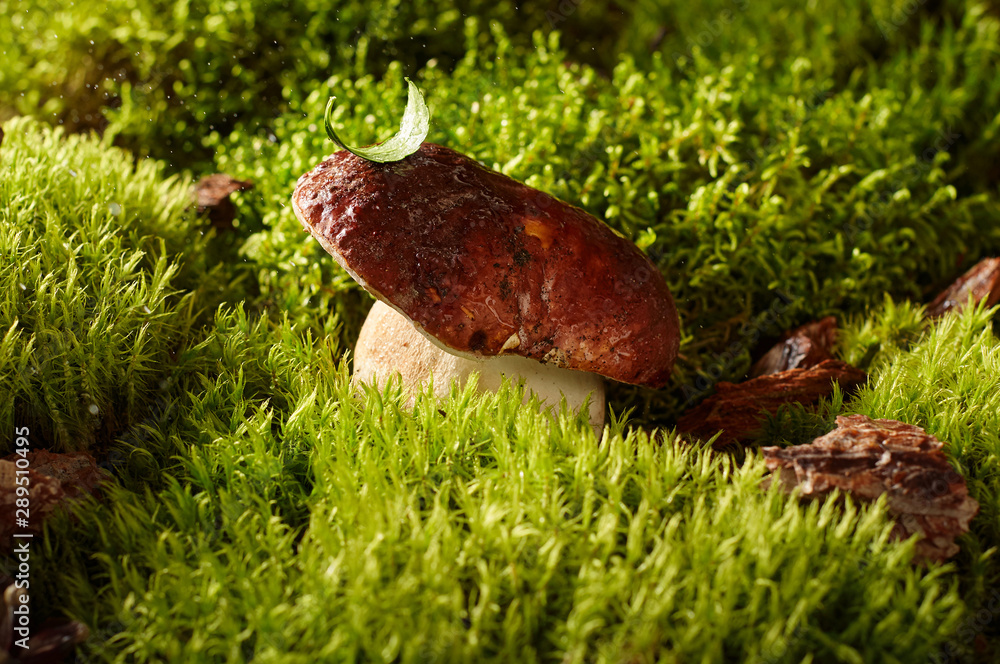 Edible mushroom boletus on a green moss in forest