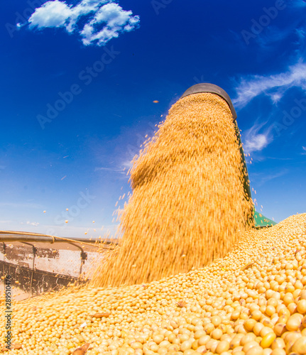 Soybean harvesting machines unloading grain, horizon with blue sky