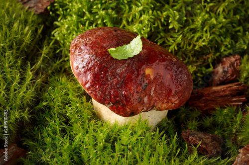 Obraz na płótnie Edible mushroom boletus on a green moss in forest w salonie