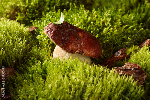 Obraz na płótnie Edible mushroom boletus on a green moss in forest w salonie