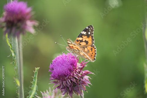 Lilac Thistle flower and butterfly urticaria on a green meadow. Selective soft focus.