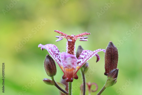 Small purple spotted flower Tricyrtis hirta  side view