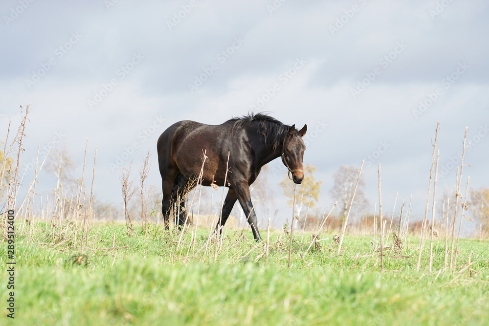 Pferd auf Wiese, Koppel, Weide Pferd auf Wiese, Koppel, Weide