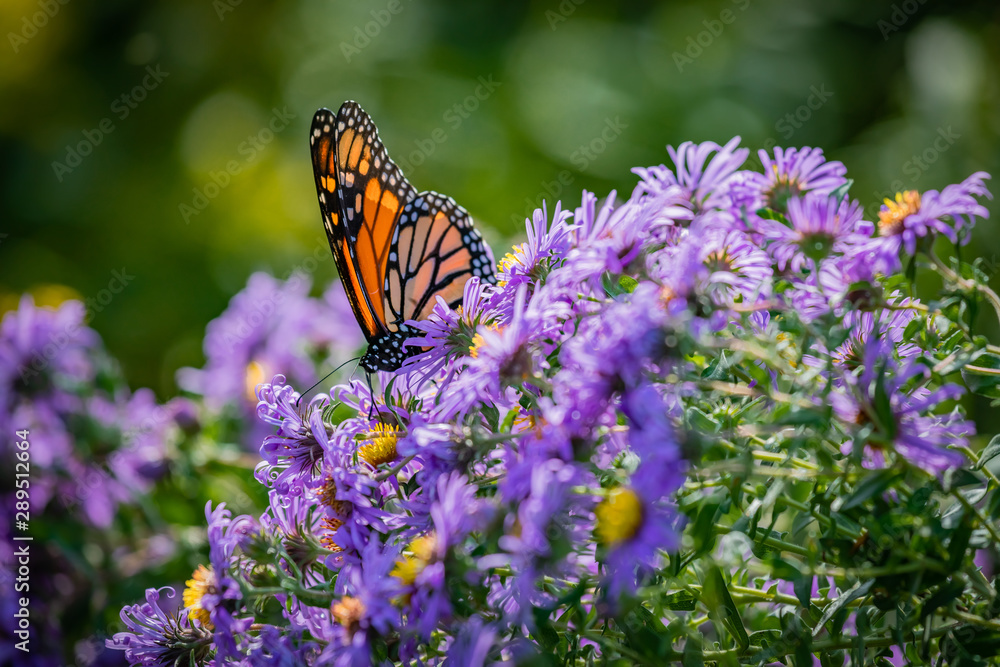 Fototapeta premium butterfly on a flower