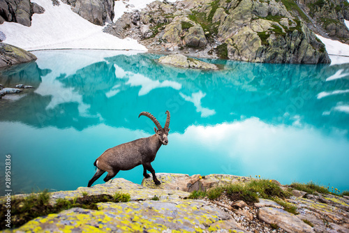 Beautiful carefree landscape with mountain goat near Emerald Lake in the French Alps near the Lac Blanc massif