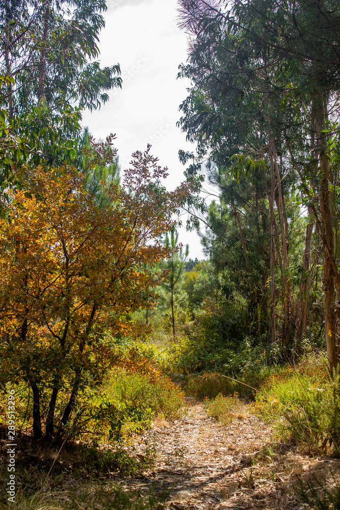 autumn in the forest