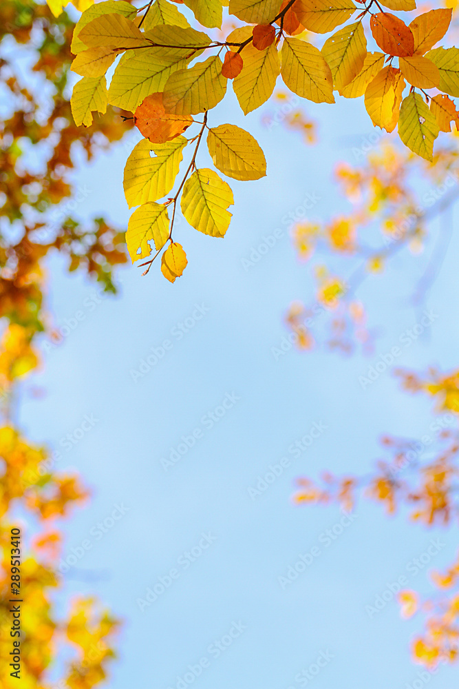 Obraz premium Rahmen mit Herbstlaub
