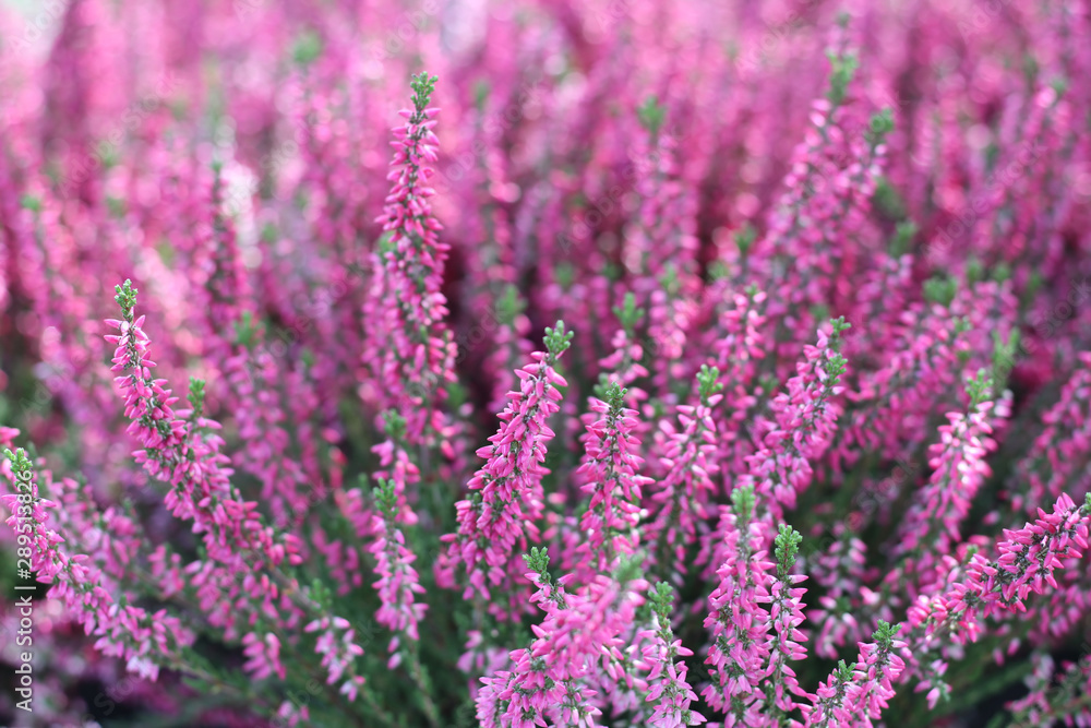 pattern made out of colorized heather, background pattern made out of colorized heather, background