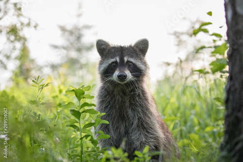 Photography Raccoon