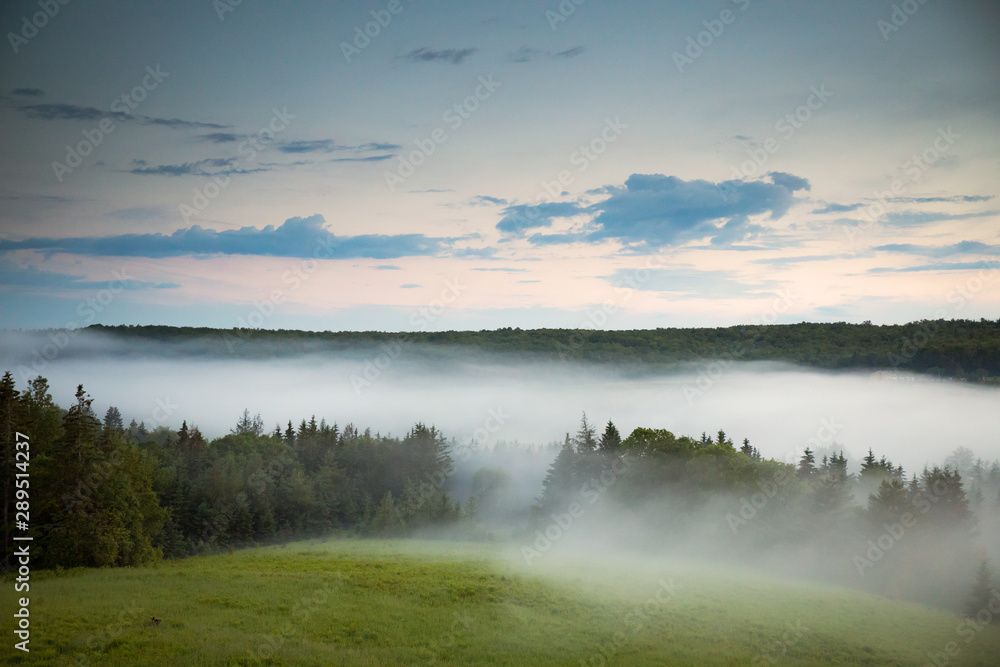 Fototapeta premium Foggy Field