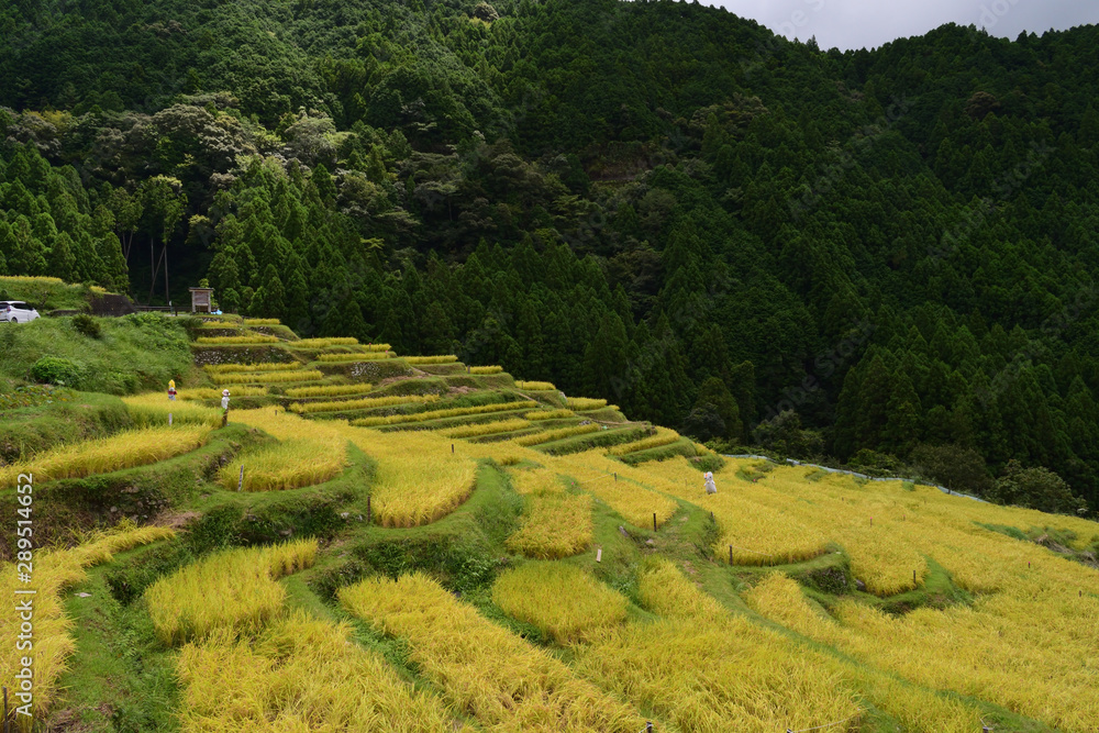 丸山千枚田 丸山千枚田