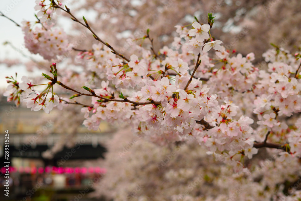 Fototapeta premium 桜