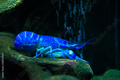 Blue crayfish laying on bottom of aquarium