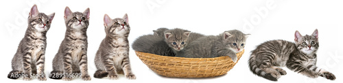 cute kittens isolated on white