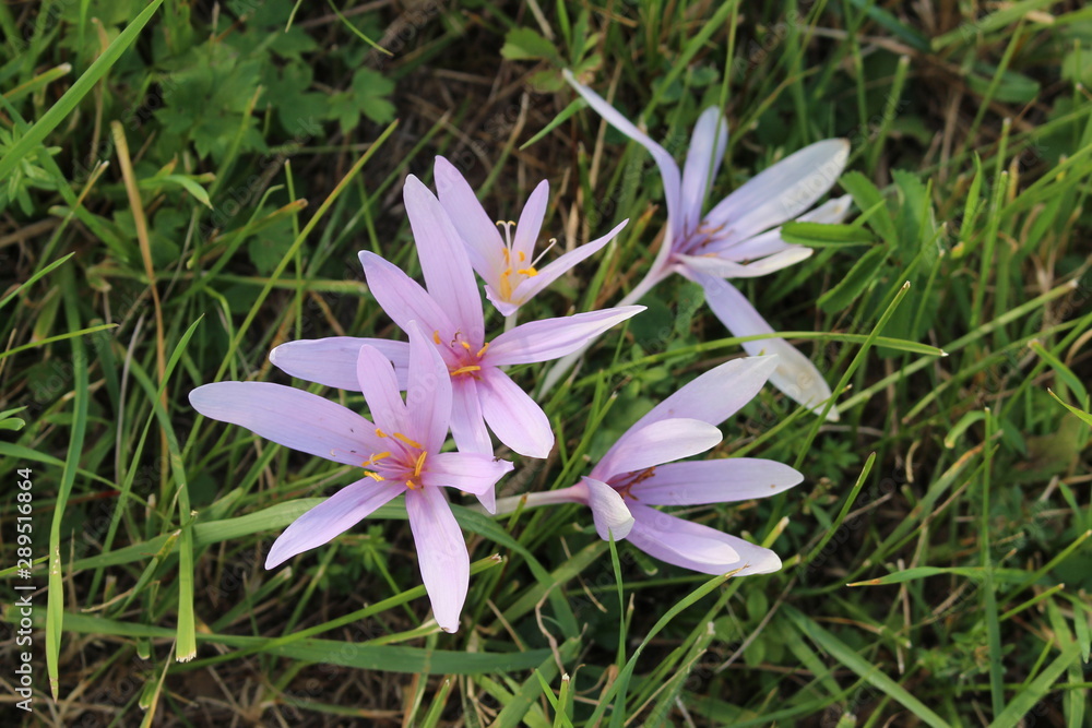Fototapeta premium Close up of a autumn crocus also known as naked lady