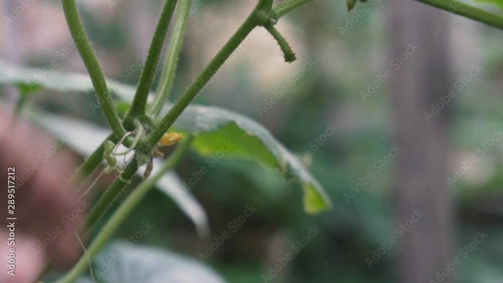 Picking young and fresh cucumber in the garden. Bio farming, homegrown food for healthier life. Picking young and fresh cucumber in the garden. Bio farming, homegrown food for healthier life.