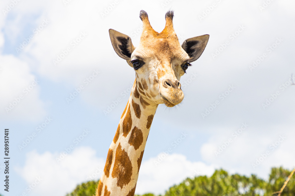 Fototapeta premium Giraffe In Safari