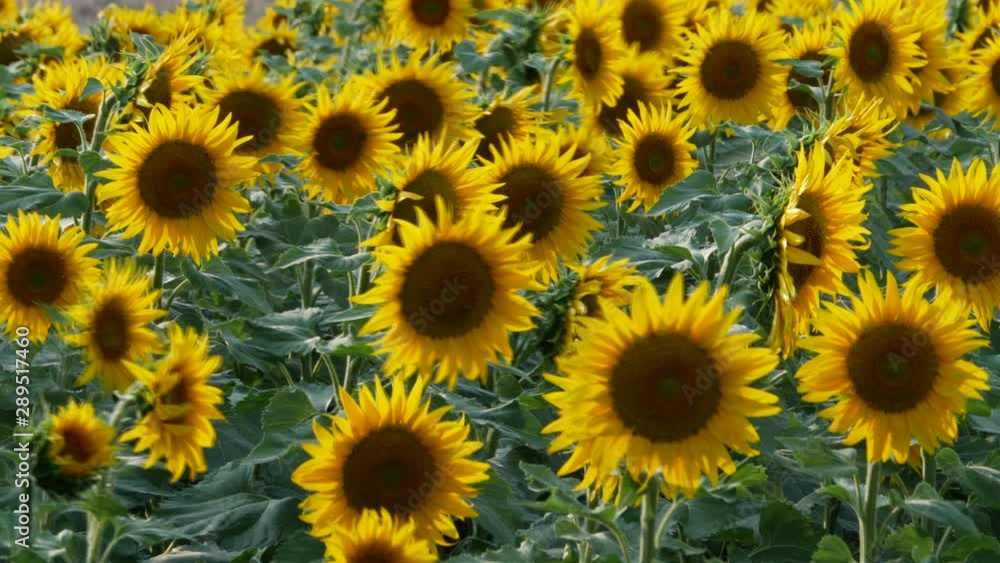 beautiful sunflower 4K beautiful sunflower 4K