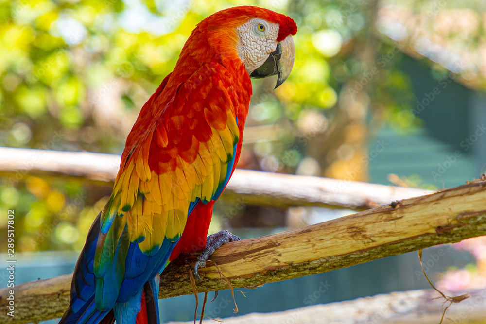 Parro Ara Arakanga in Safari Stock Photo | Adobe Stock