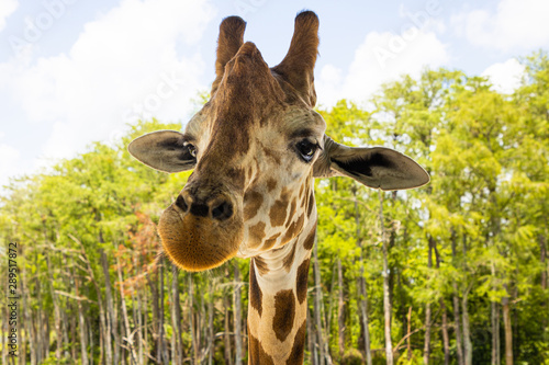Photography Giraffe In Safari