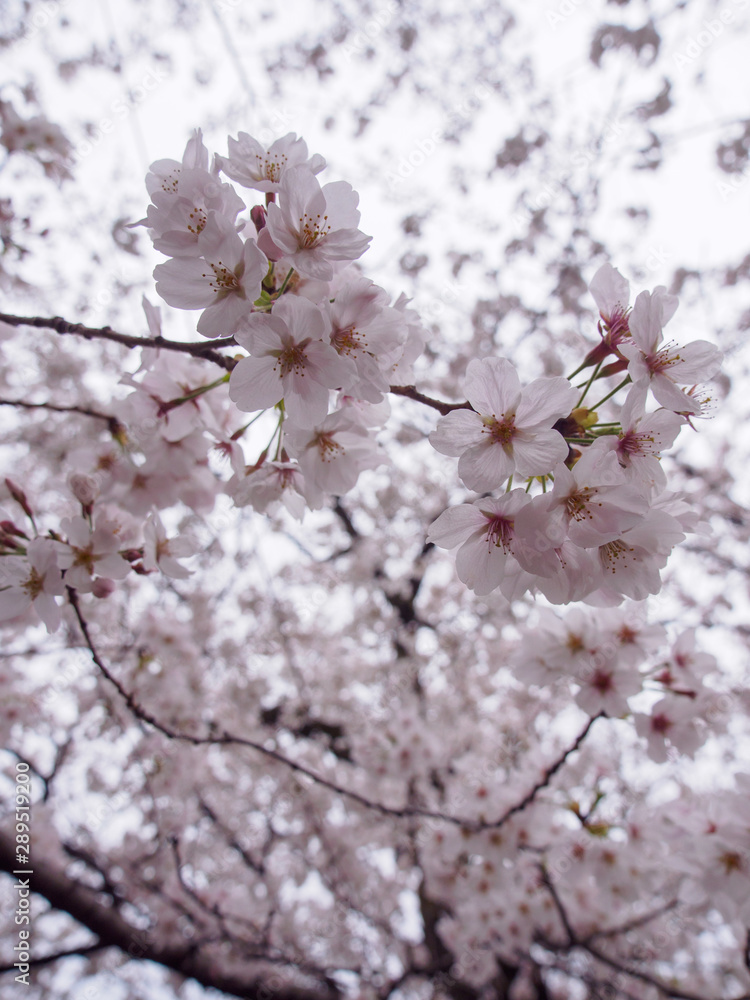 Wide vertical closeup of Somei Yoshino Cherry Blossoms on the branches of a Sakura tree in full bloom. Chidorigafuchi Park, Chiyoda, Tokyo, Japan. Travel and Hanami festival. Wide vertical closeup of Somei Yoshino Cherry Blossoms on the branches of a Sakura tree in full bloom. Chidorigafuchi Park, Chiyoda, Tokyo, Japan. Travel and Hanami festival.