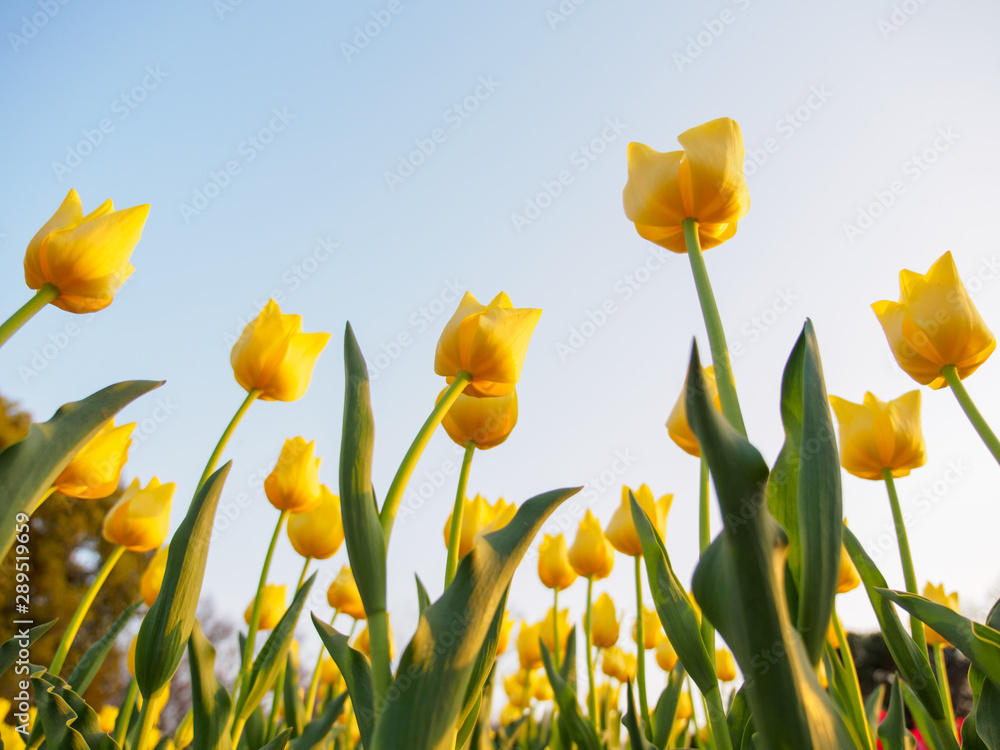 Fototapeta premium Wide bottom closeup of a park field full of yellow tulips on a clear sunny evening. Suita, Osaka, Japan. Travel and seasonal flowers.