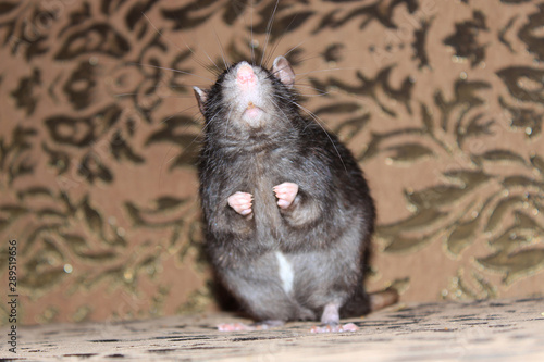 A gray rat stands on its hind legs on the couch.