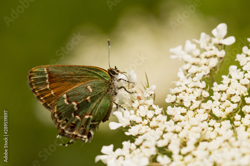 Juniper Hairstreak photo