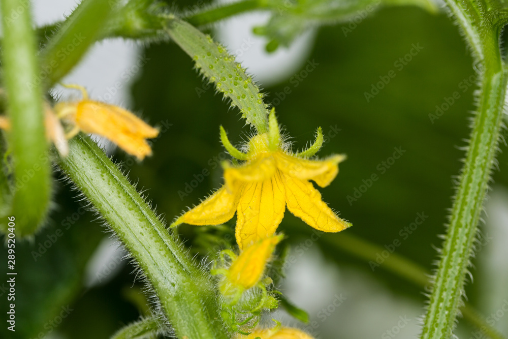 Squash blossoms and fruits growing in a greenhouse Squash blossoms and fruits growing in a greenhouse