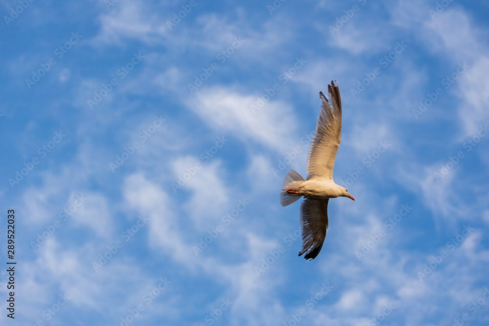Fototapeta premium mouette