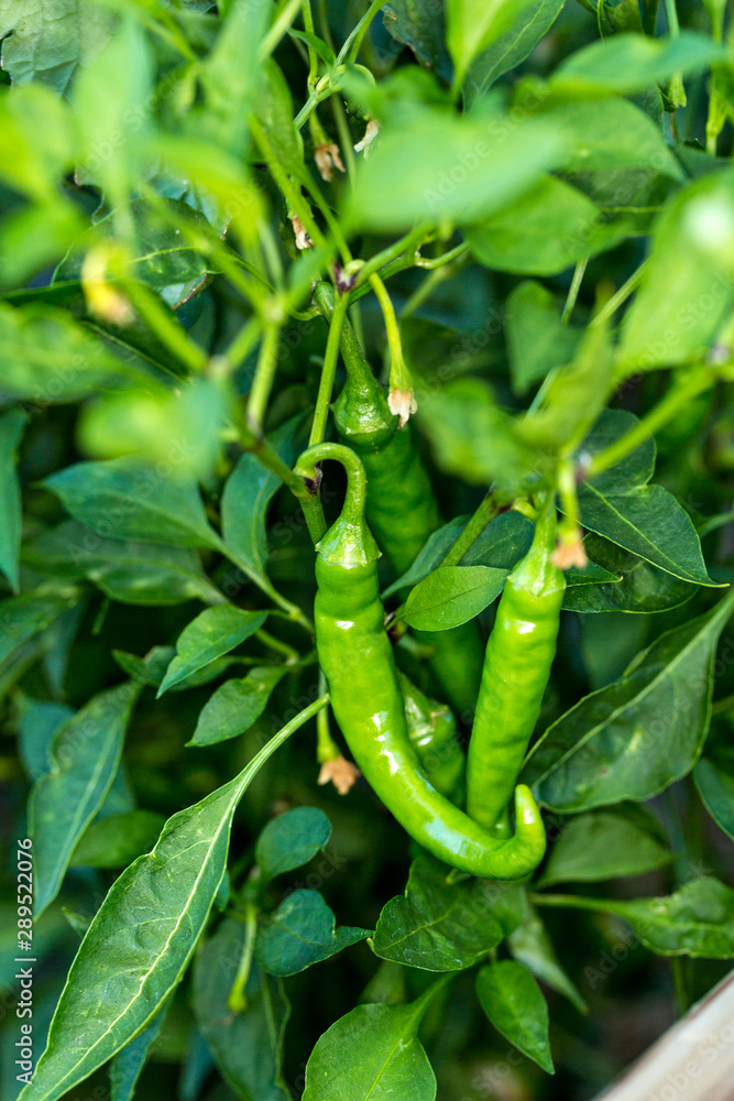Organic jalapenos growing on the bush outside a greenhouse Organic jalapenos growing on the bush outside a greenhouse