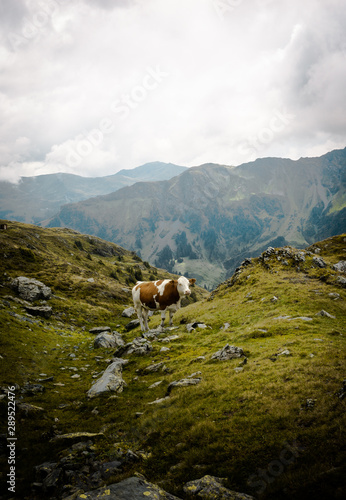 Österreich Wanderung mit Kühen und einer spektakulären Aussicht photo