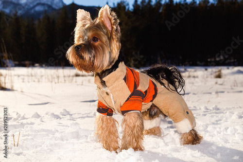 Yorkshire terrier sitting in the snow wearing overalls. Dog Yorkshire terrier walking in the snow. Dog in winter. © Alice