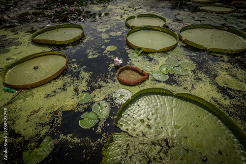 Xeo Quyt tropical vegetation, south Vietnam photo