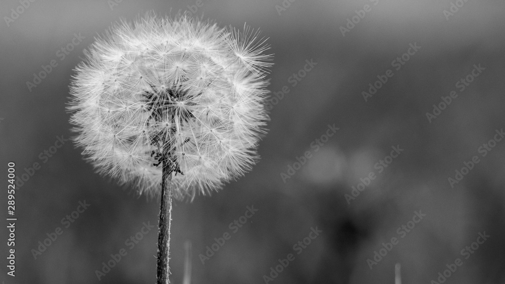 Obraz premium Dandelion