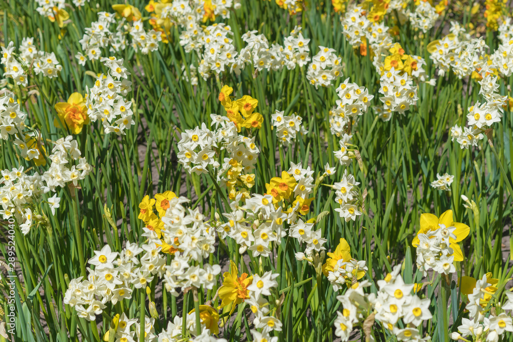 Field with yellow and white daffodils.